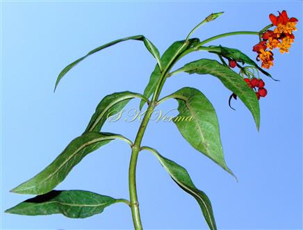   Flowering shoot